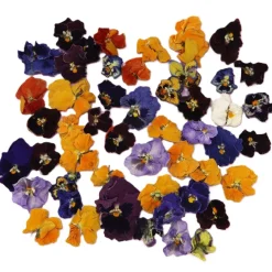 New Overig Eetbare Gedroogde Viooltjes (50 stuks)