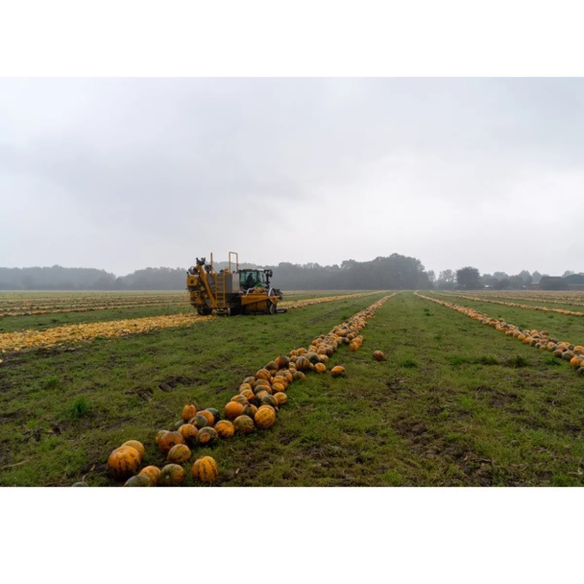 Outlet Met Pit Nederlandse Pompoenpitten Geroosterd 150g